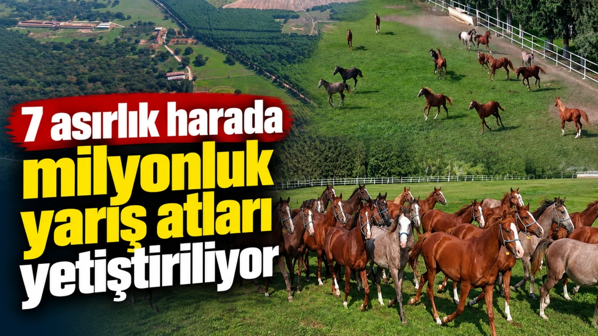 7 asırlık harada milyonluk yarış atları yetiştiriliyor 