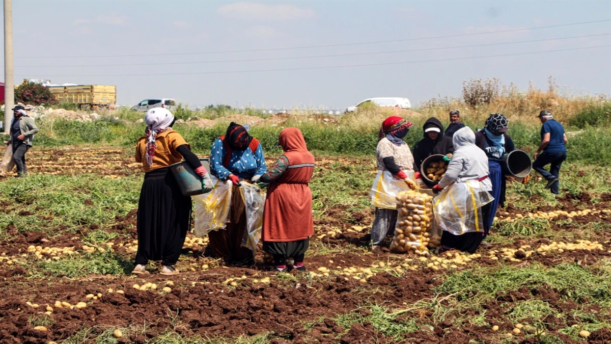 Adana&rsquo;da patates hasadı; tarlada kilosu 20 TL'ye d&uuml;şt&uuml; 