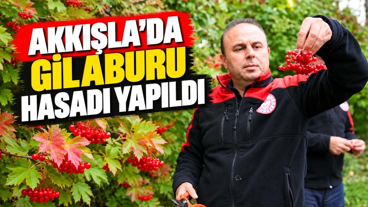 Akkışla&rsquo;da gilaburu hasadı yapıldı 