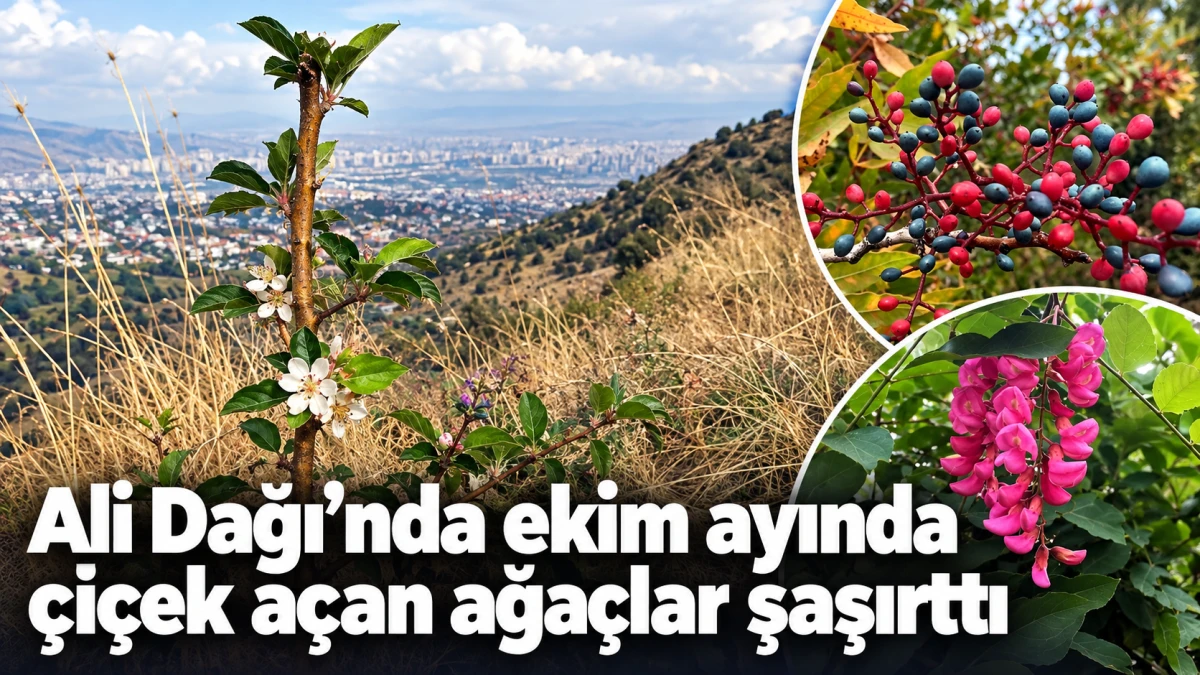 Ali Dağı&rsquo;nda ekim ayında &ccedil;i&ccedil;ek a&ccedil;an ağa&ccedil;lar şaşırttı 