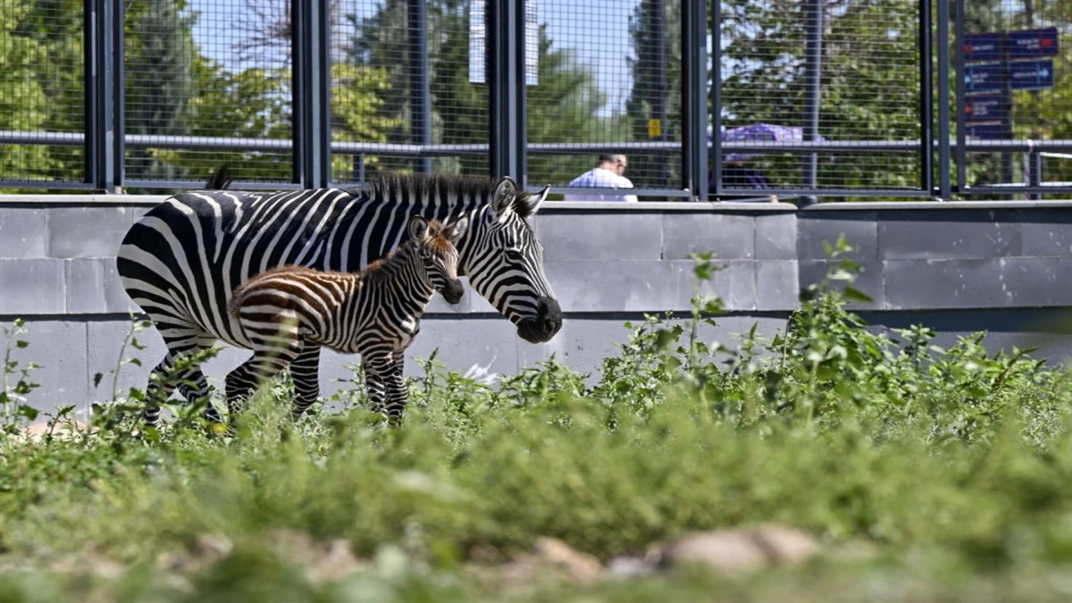 Ankara'daki 'Doğal Yaşam Parkı'nın yeni &uuml;yesi yavru zebra i&ccedil;in isim anketi 