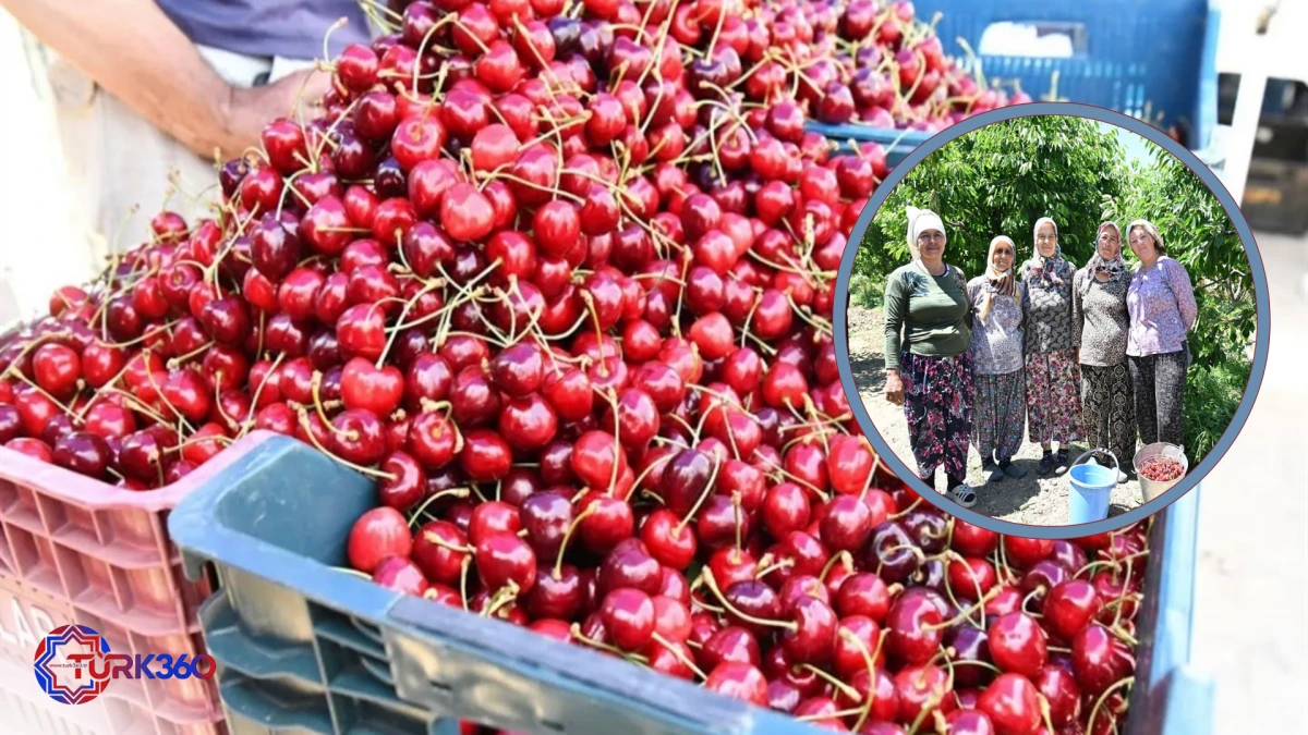 Avrupa'nın sofralarını s&uuml;sleyen '&Ccedil;eribaşı Kirazı'nda hasat başladı 