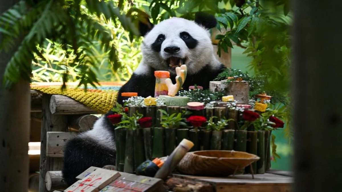 &Ccedil;in&rsquo;de dev panda Xing Mei&rsquo;nin 15&rsquo;inci doğum g&uuml;n&uuml; kutlandı 