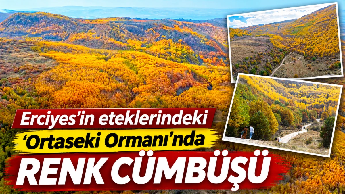ERCİYES&rsquo;İN ETEKLERİNDEKİ 'ORTASEKİ ORMANI'NDA RENK C&Uuml;MB&Uuml;Ş&Uuml; 