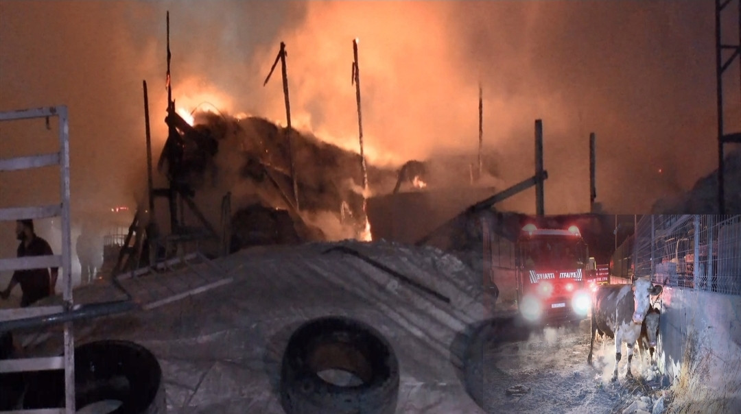 Esenyurt'ta ahırda çıkan yangında, çok sayıda kurbanlık hayvan telef oldu! 