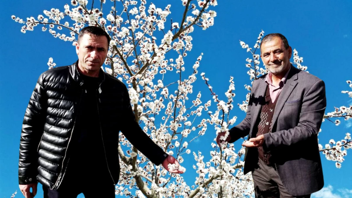 Ge&ccedil;en Yıl Don Vurmuştu, Bu Yıl 13 Bin Ton Rekolte Bekleniyor! 