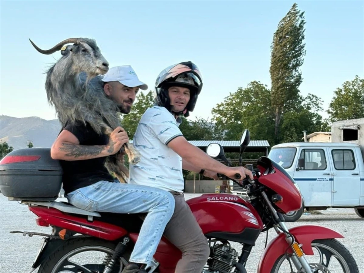 Kaçan keçiyi motosikletle yakalayıp omuzlarında pazara getirdiler 