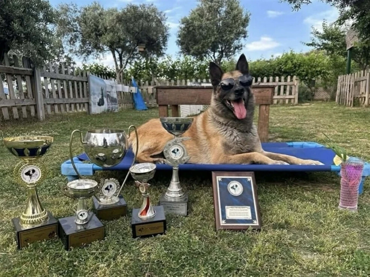 Kahraman köpek ‘Bob’ öldü! 