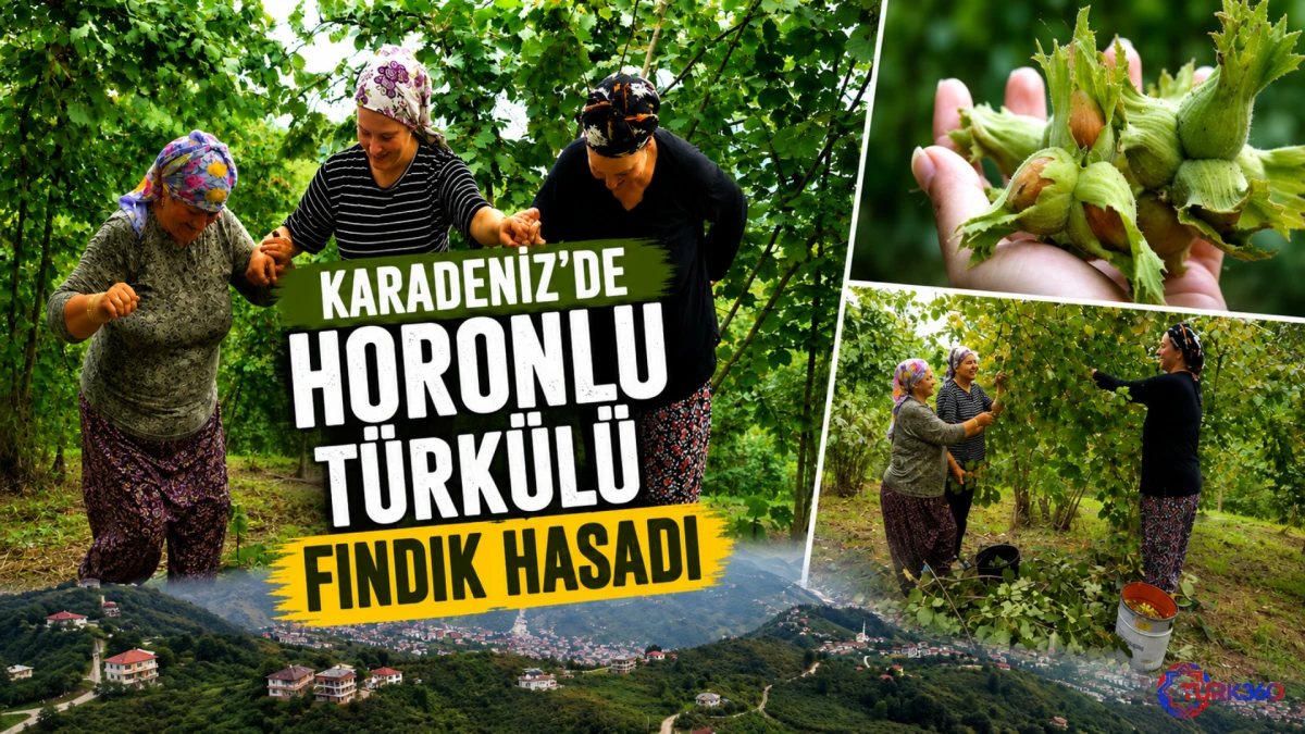 Karadeniz'de horonlu t&uuml;rk&uuml;l&uuml; fındık hasadı 