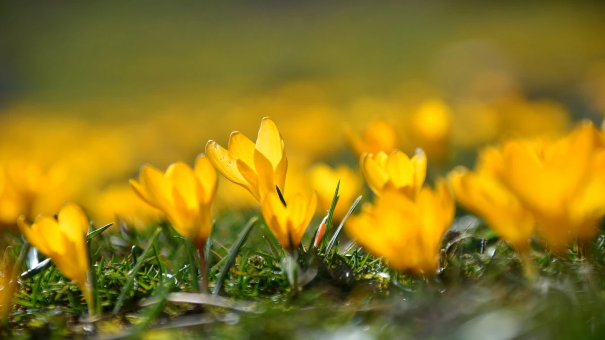 Kayseri'de baharın m&uuml;jdecisi sarı &ccedil;iğdemler &ccedil;i&ccedil;ek a&ccedil;tı! 