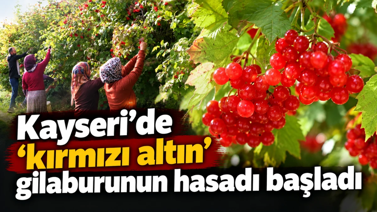 Kayseri'de 'kırmızı altın' gilaburunun hasadı başladı