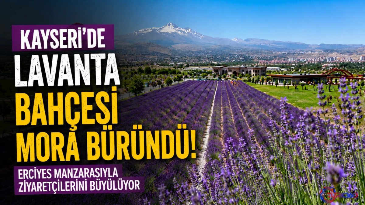 Kayseri'de lavanta bah&ccedil;esi mora b&uuml;r&uuml;nd&uuml;: Erciyes manzarasıyla ziyaret&ccedil;ilerini b&uuml;y&uuml;l&uuml;yor 