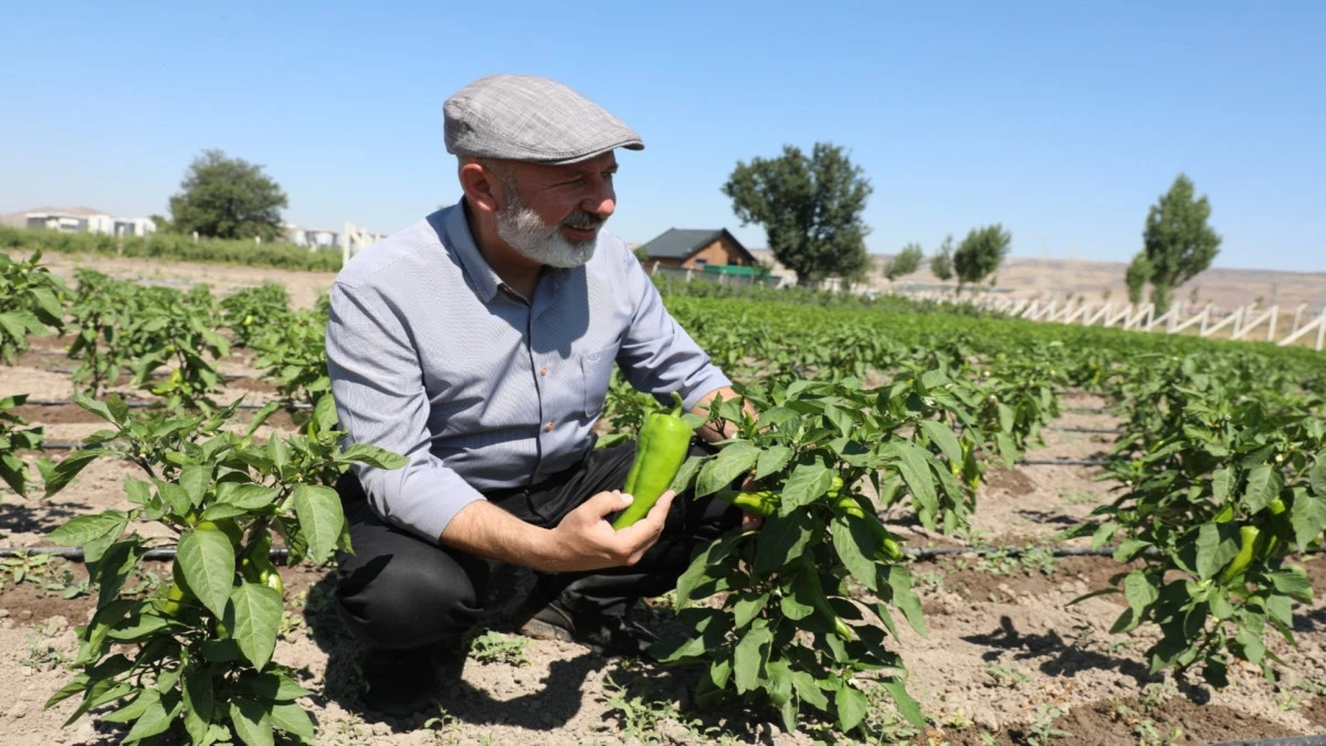 Kocasinan&rsquo;da Tarımsal Seferberlik: &Ccedil;ift&ccedil;iye &Uuml;cretsiz Erkenci Kapya Biberi Tohumu 