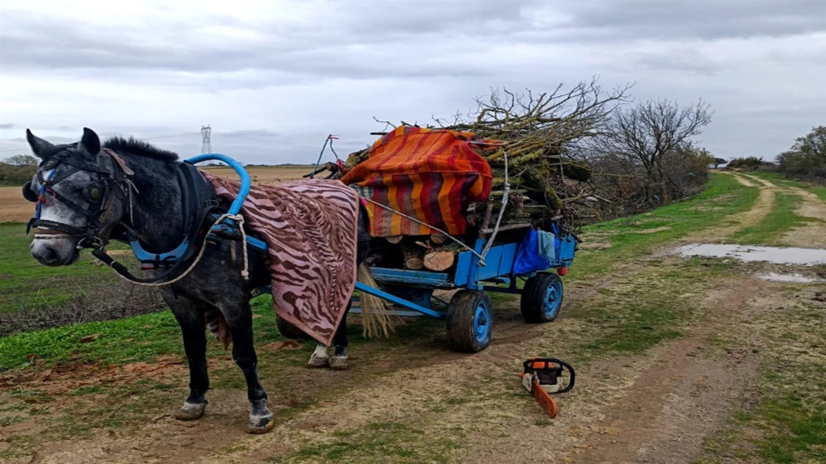 Meradan izinsiz ağa&ccedil; kesen 2 ş&uuml;pheli g&ouml;zaltına alındı 