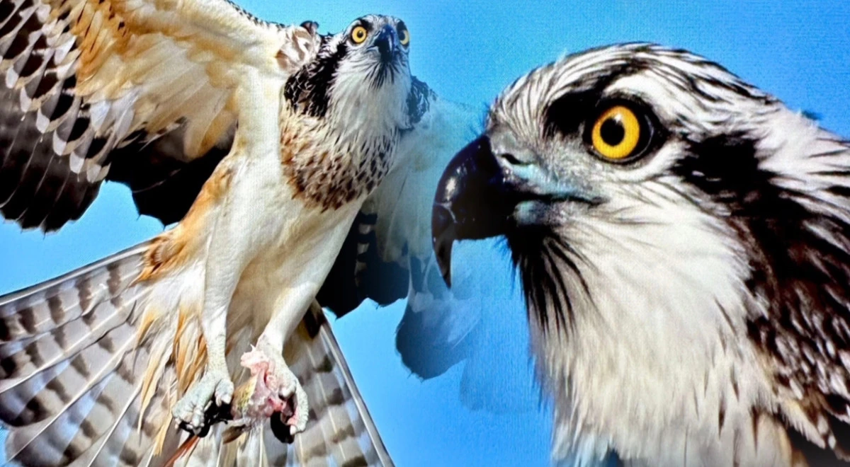 Nadir Görülen Balık Kartalı İlk Kez Bu Kadar Yakın Fotoğraflandı 