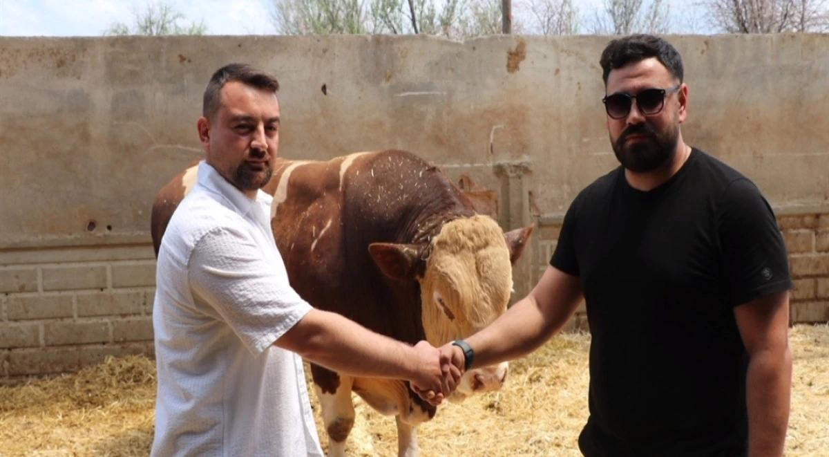 Şampiyon boğa 'Poyraz', alıcısını buldu 