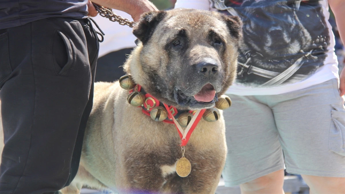 Sivas'ta Kangal k&ouml;pekleri podyuma &ccedil;ıktı! 