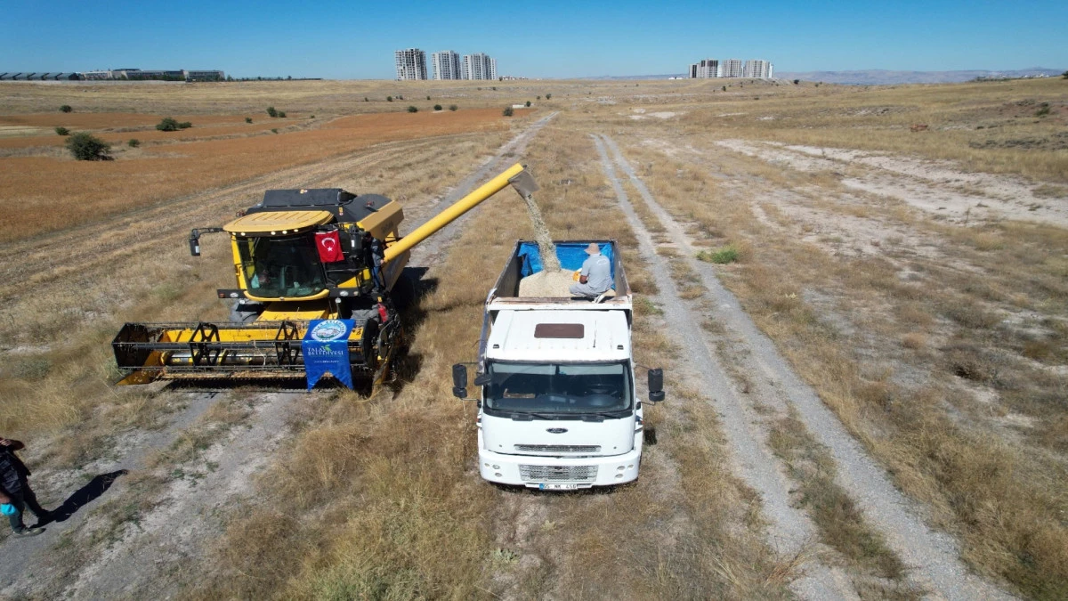Talas'ta 300 dekarda aspir hasadı 