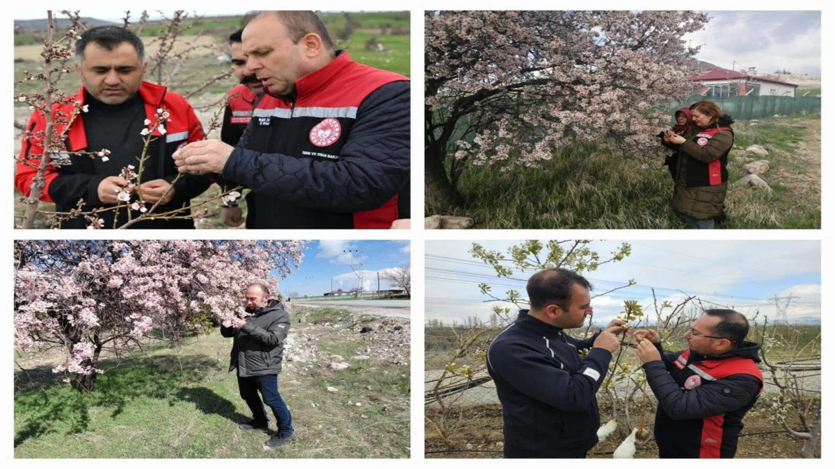 Tarım ve Orman İl M&uuml;d&uuml;rl&uuml;ğ&uuml;&rsquo;nden &lsquo;zirai don&rsquo; a&ccedil;ıklaması 