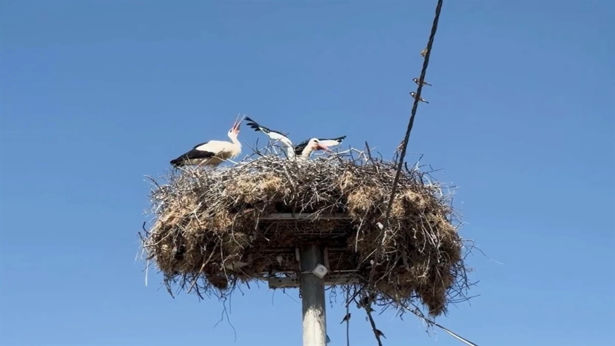 Yaren Leylek, eşi Nazlı ile de buluştu 