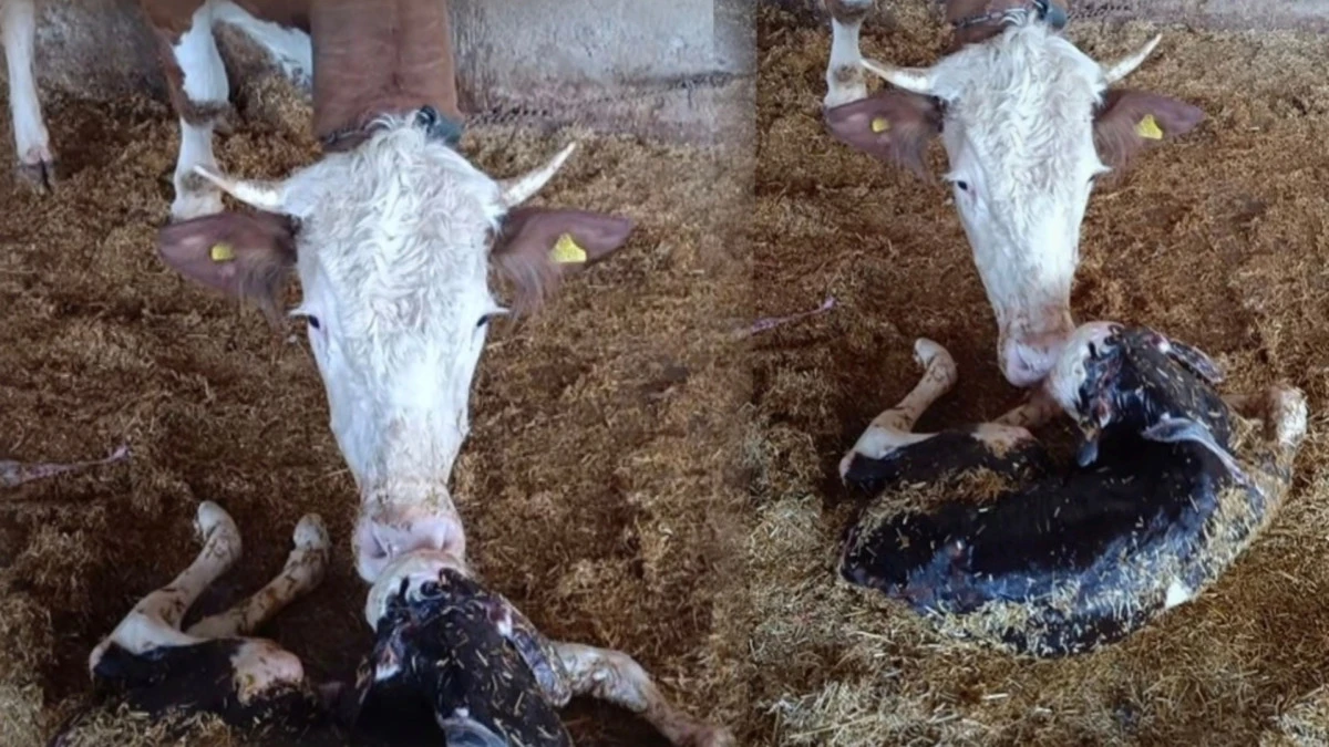 Y&uuml;rek Isıtan Buluşma: Anne ve Buzağının İlk Teması Kamerada 